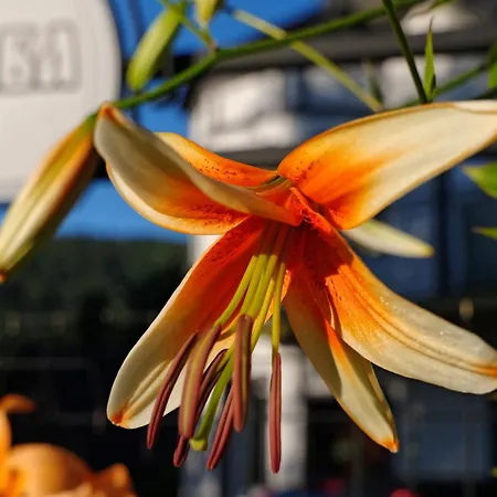 Hasaba Affittacamere Krościenko