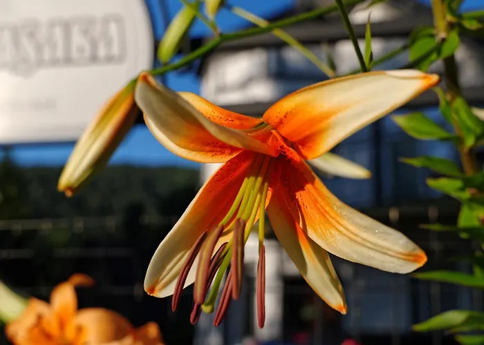 Hasaba Konukevi Krościenko